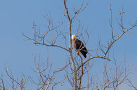 EAGLES ON THE DELAWARE