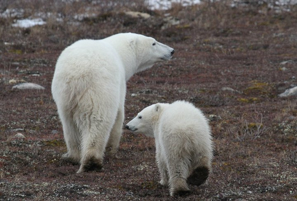 MAMA AND CUB OUT FOR A STROLL